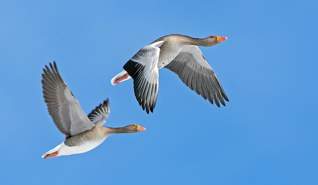 J77A8157 -- Grey Geese in flight near Lake Mývatn