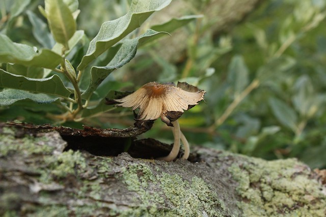 Mushroom Growing in the Autumn Olive Tree