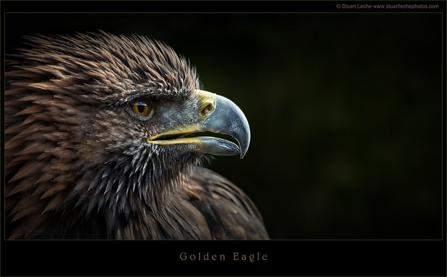 Golden Eagle 4