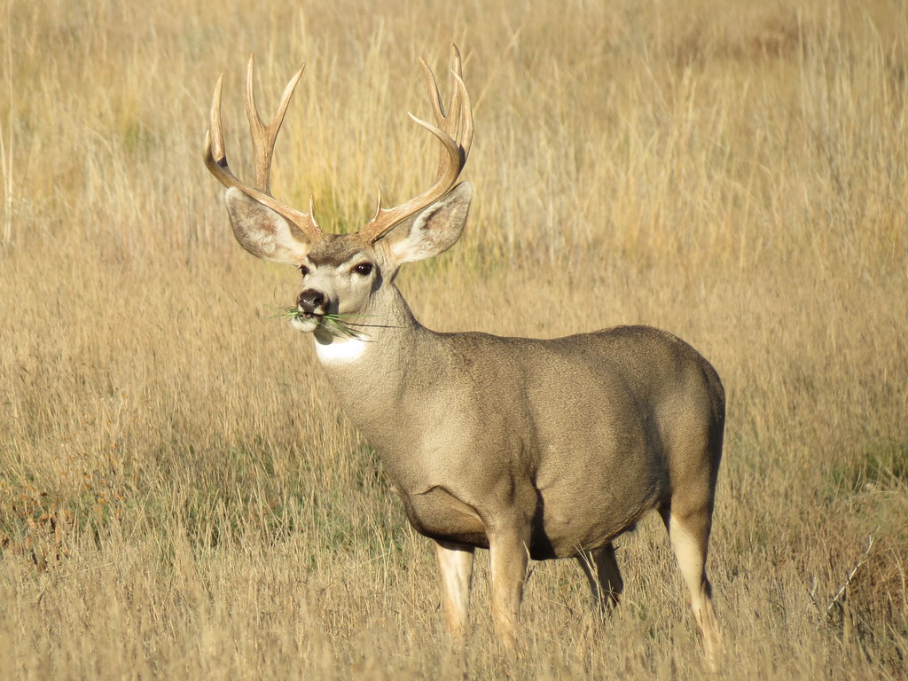 Nice 5 X 5 Mule Deer Buck Eating Grass  Ray F.  Flickr