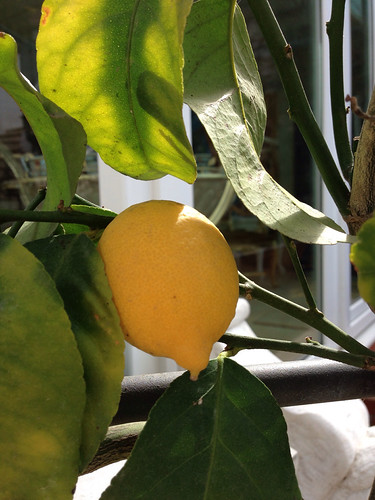 from our Garden | by asli.hantal