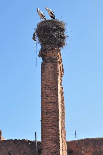 Storks at Marrakesh