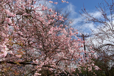 On The List Flowering Trees Moisture Festival Buckaroos