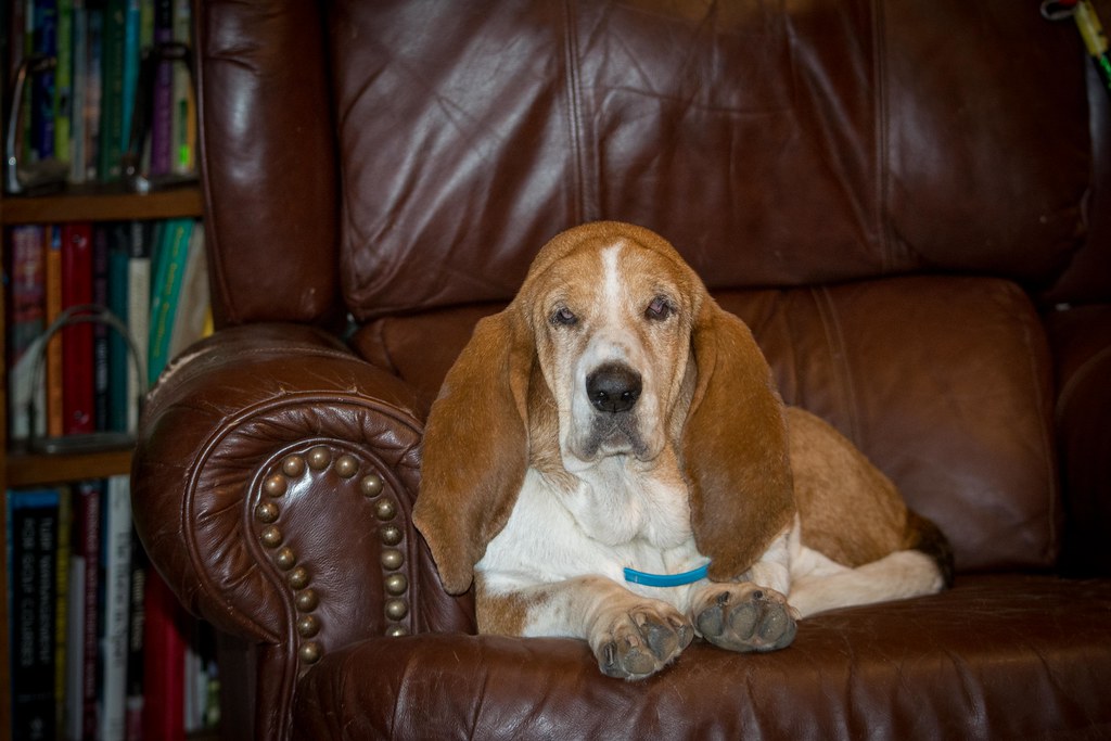 Basset in his study