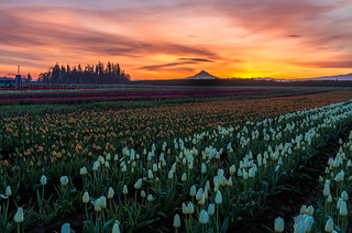 Tulip Farm Sunrise