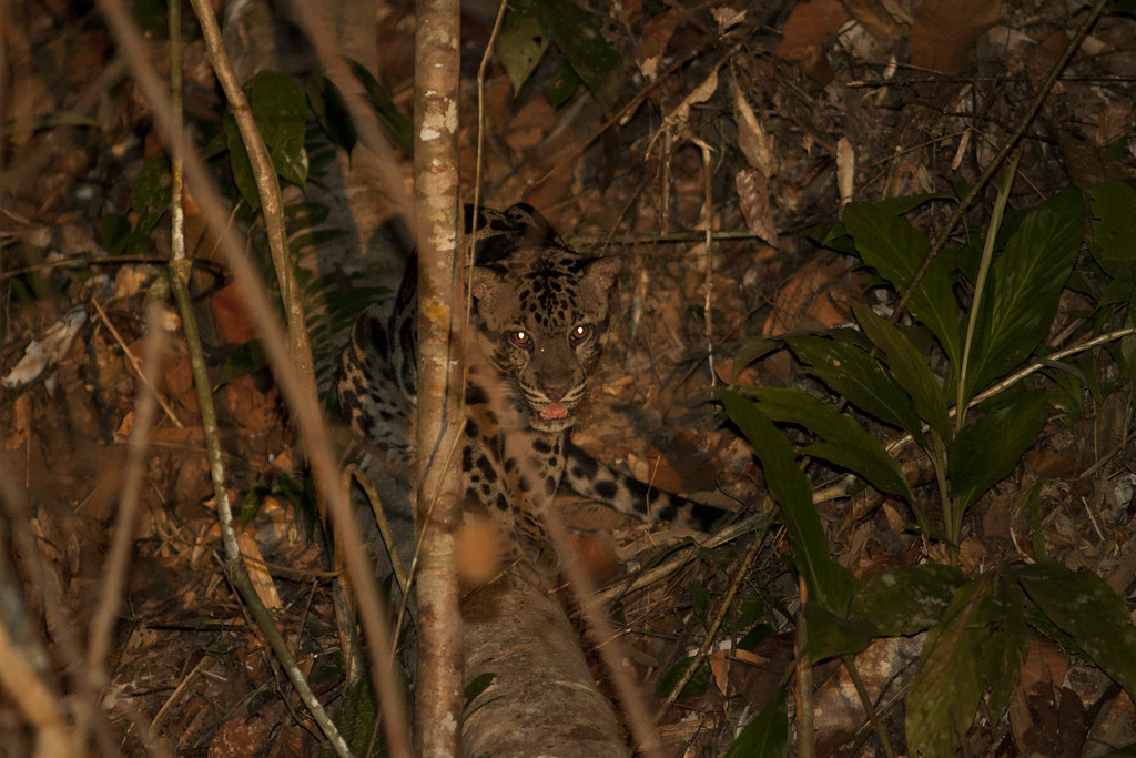 Sunda clouded leopard (Neofelis diardi borneensis) | Flickr