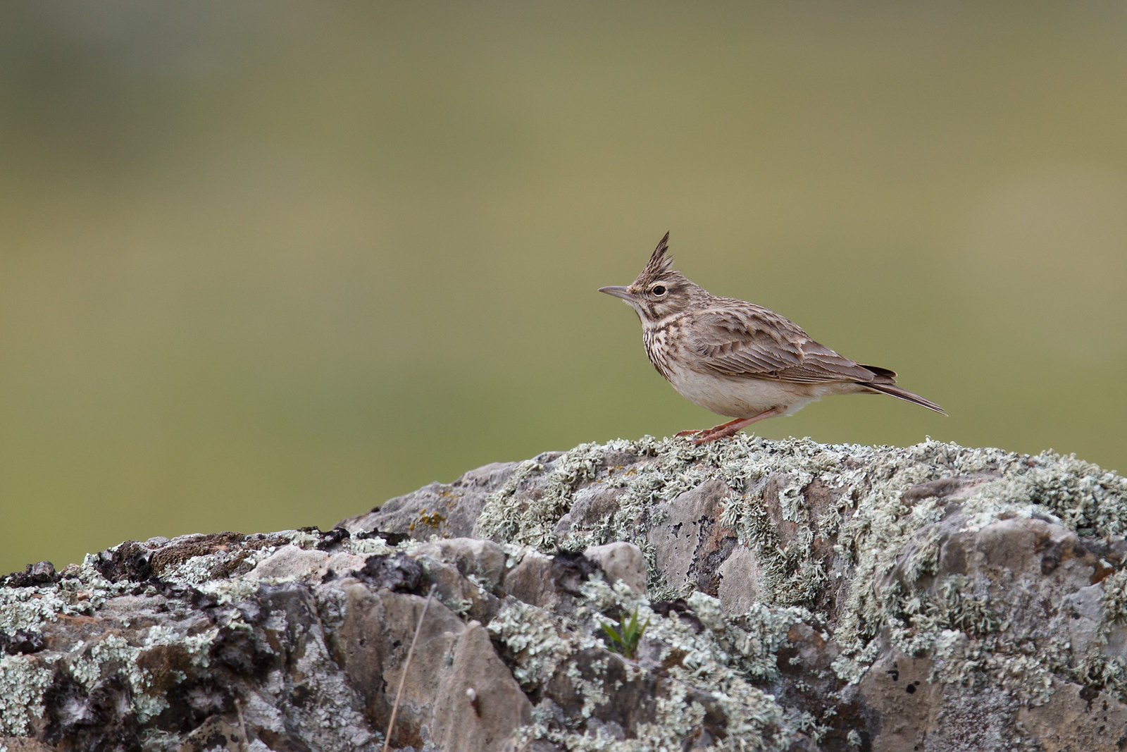 Galerida theklae | Thekla's Lark | lagerlärka