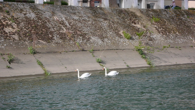 Un 1er Mai à Oissel - Bords de Seine - Cygnes