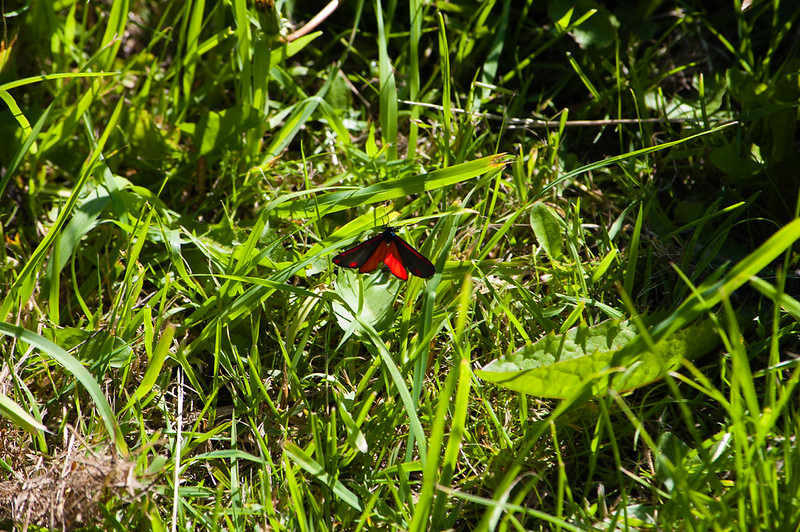 Cinnabar moth
