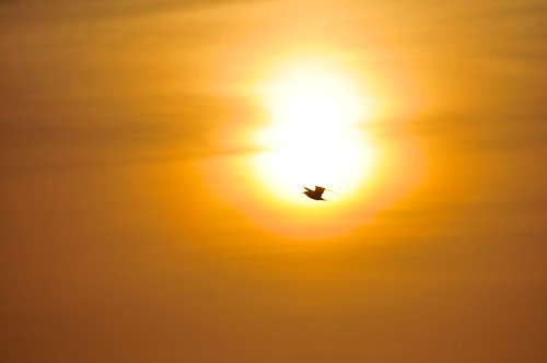 animals birds favorite goldenhour matagorda sunsetsign texas