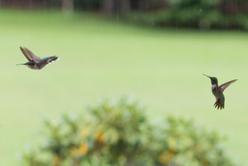 hummingbird tennessee tullahoma jeremygillard