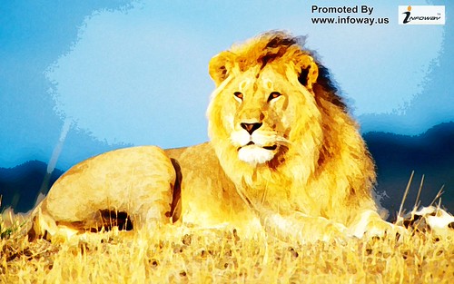 african lion king wide | by Infoway LLC - Website Development Company
