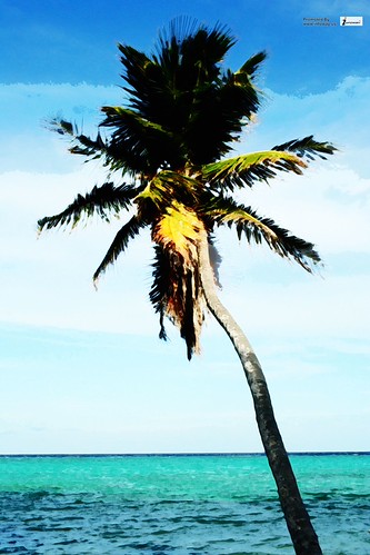 Single palm tree | by Infoway LLC - Website Development Company