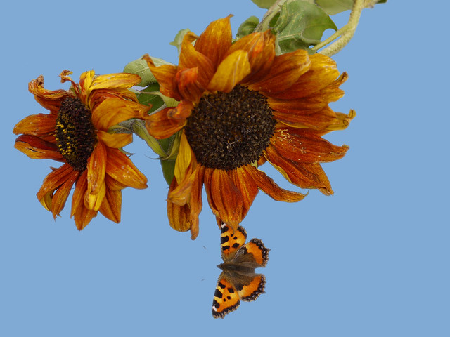 Autumn Sunflowers and Butterfly
