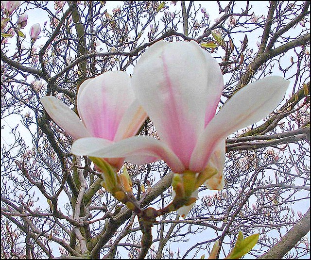 Magnolia Tree .