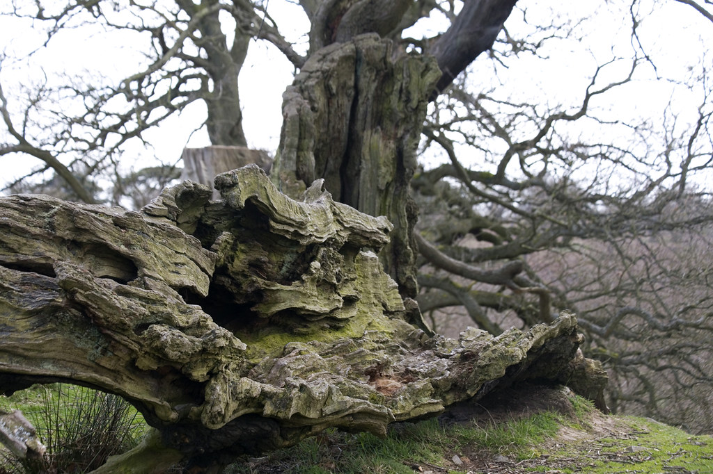 Ancient Oak, Bradgate Park, Leicestershire