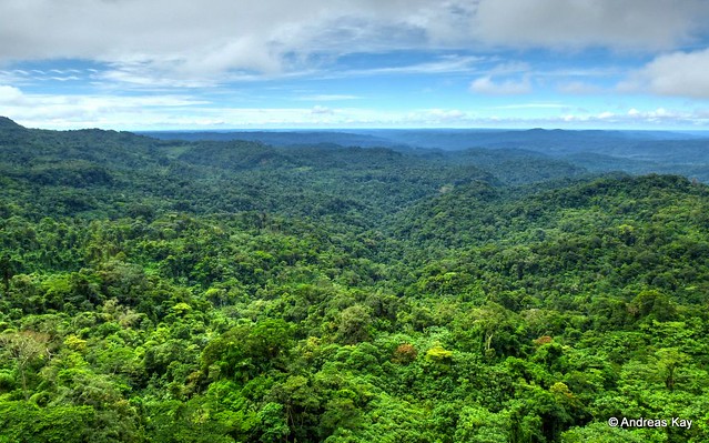 Amazon Rainforest near Puyo