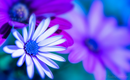 Purple | frederic gombert | Flickr