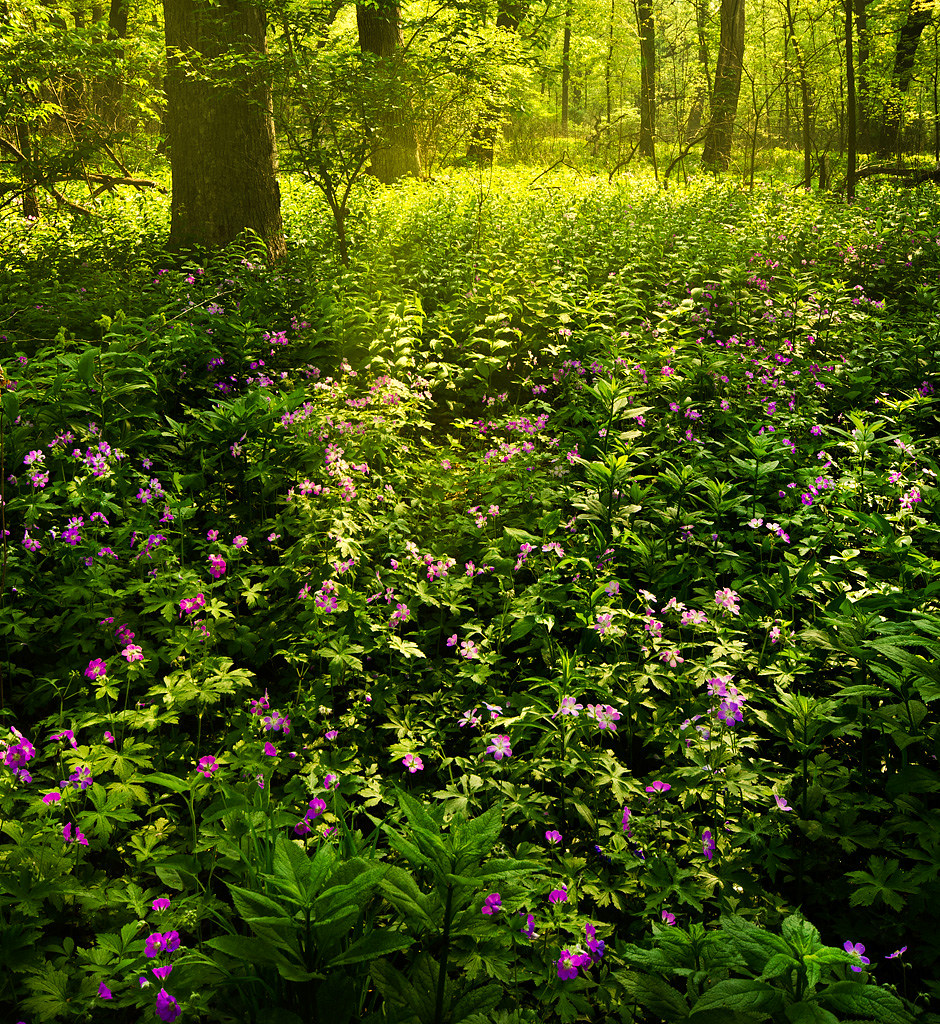 Forest flowers | Ratul Maiti | Flickr