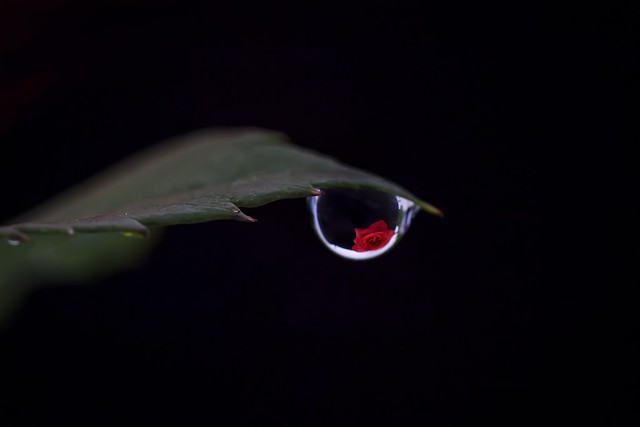 Rose in a droplet