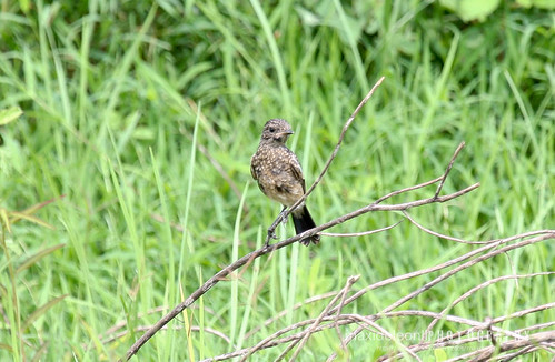 piedbushchat saxicolacaprata philippinebirds
