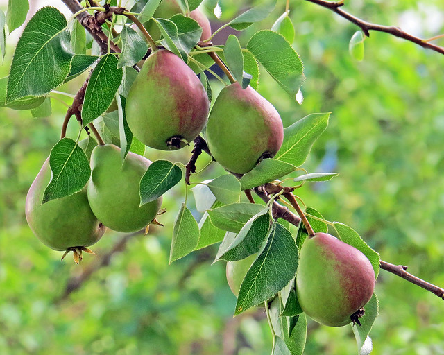 Golden Spice Pears