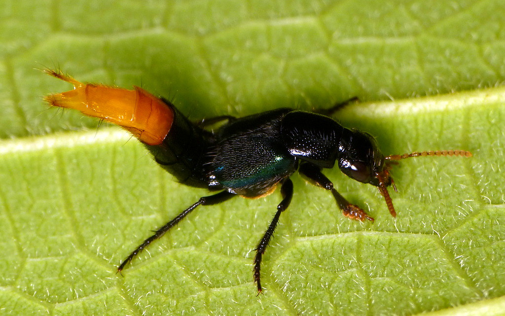 Rove beetle, Xanthopygus sp.? Staphylinidae