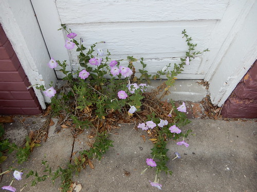 petunia flower pink sidewalk carolina sc springfield usc