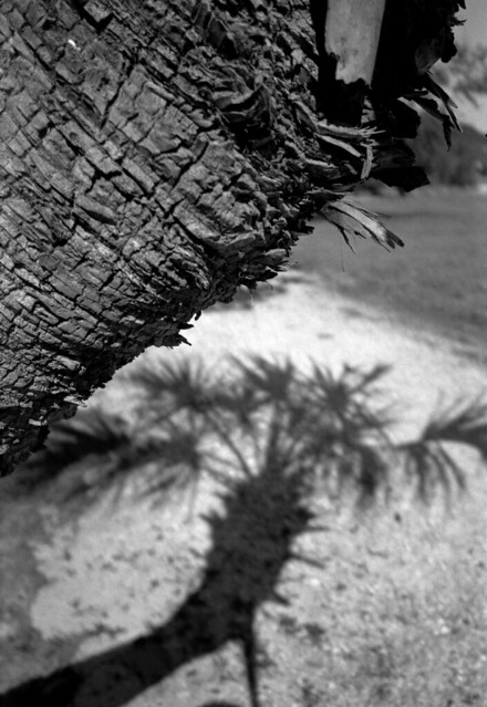 palm and shadow