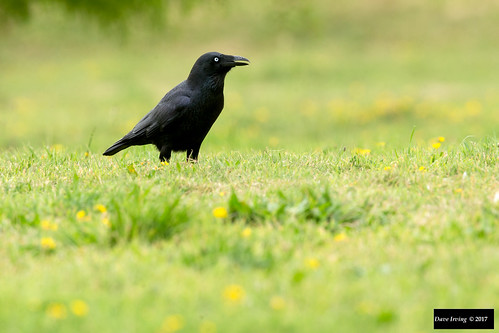 corvustasmanicustasmanicus corvustasmanicus corvus tasmanicus forestraven forest raven tasmanianarboretum tasmania australia leastconcern endemicspecies endemic