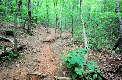 photo of trail through forest