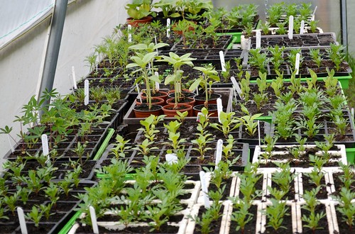 Poly Tunnel 006 | by Castle Rock High School