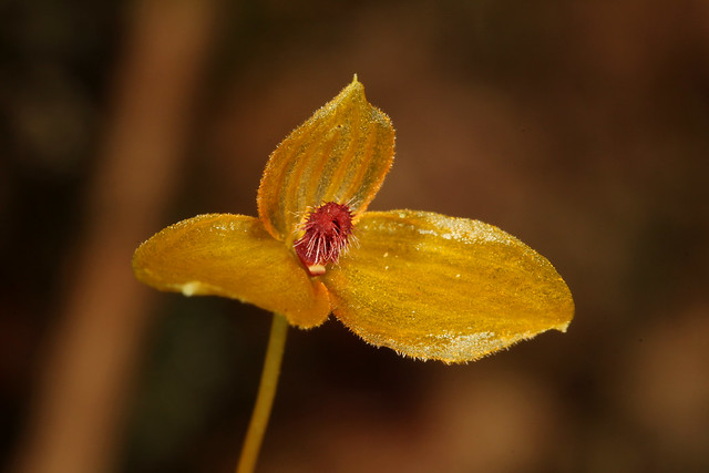 04 Bulbophyllum chanii - Mesilau Track Mt Kinabalu 2011-11-09 04