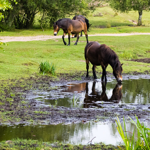 Horses, Sutton Park