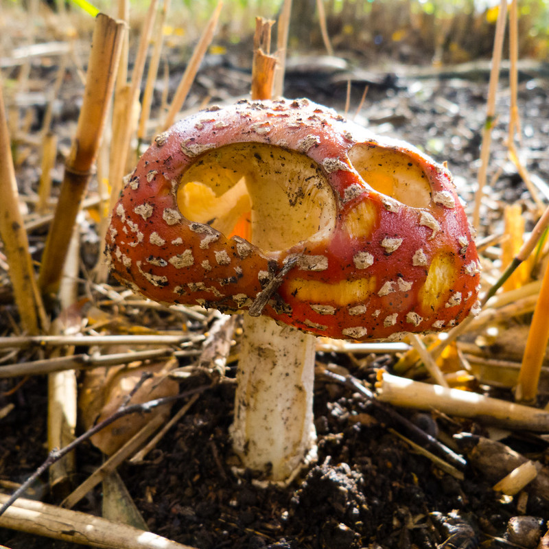 Fly agaric in sun