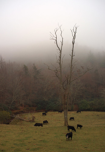 trees mist fog rural landscape nebel northcarolina