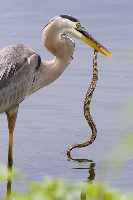 The Great Blue Heron & The Banded Water Snake