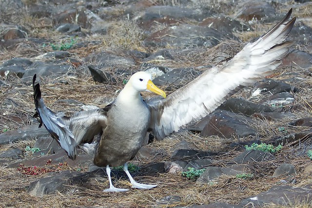 Come in to my wings -Galapagos - Ecuador