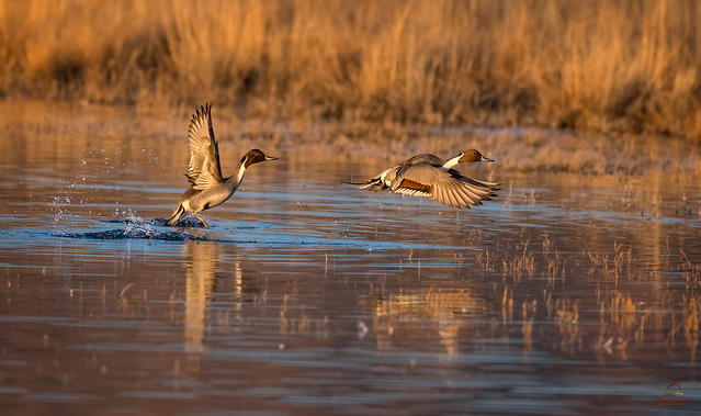 Pintail Drakes Lift-off, Golden Hour