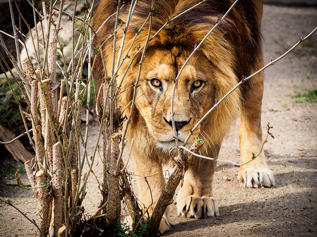 Impressive Look - Lion, Zoo Heidelberg, Germany