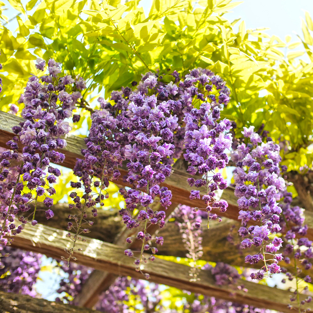 wisteria. 藤の花