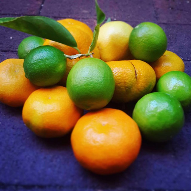 Gifts from the magical winding garden. Lemon, lime + mandarin 🍋🍈🍊💛