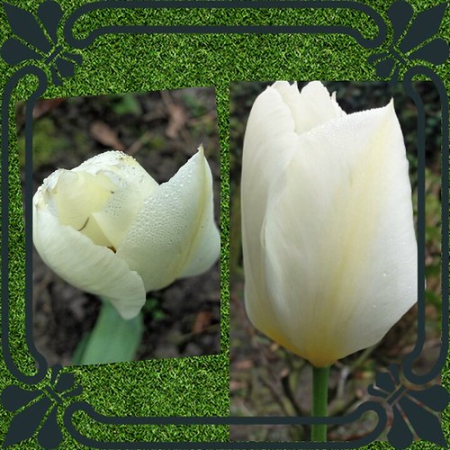 # springtime! | by Bang bang2014