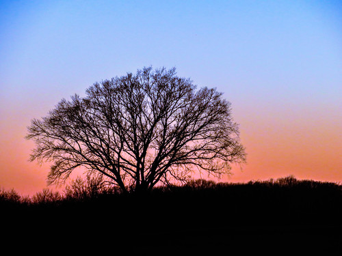january 2017 by timp37, tree january 2017 winter illinois indiana