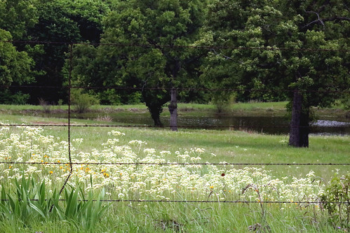 nature spring view country oklahoma field meadow wildflowers barbedwirefence fence trees pond