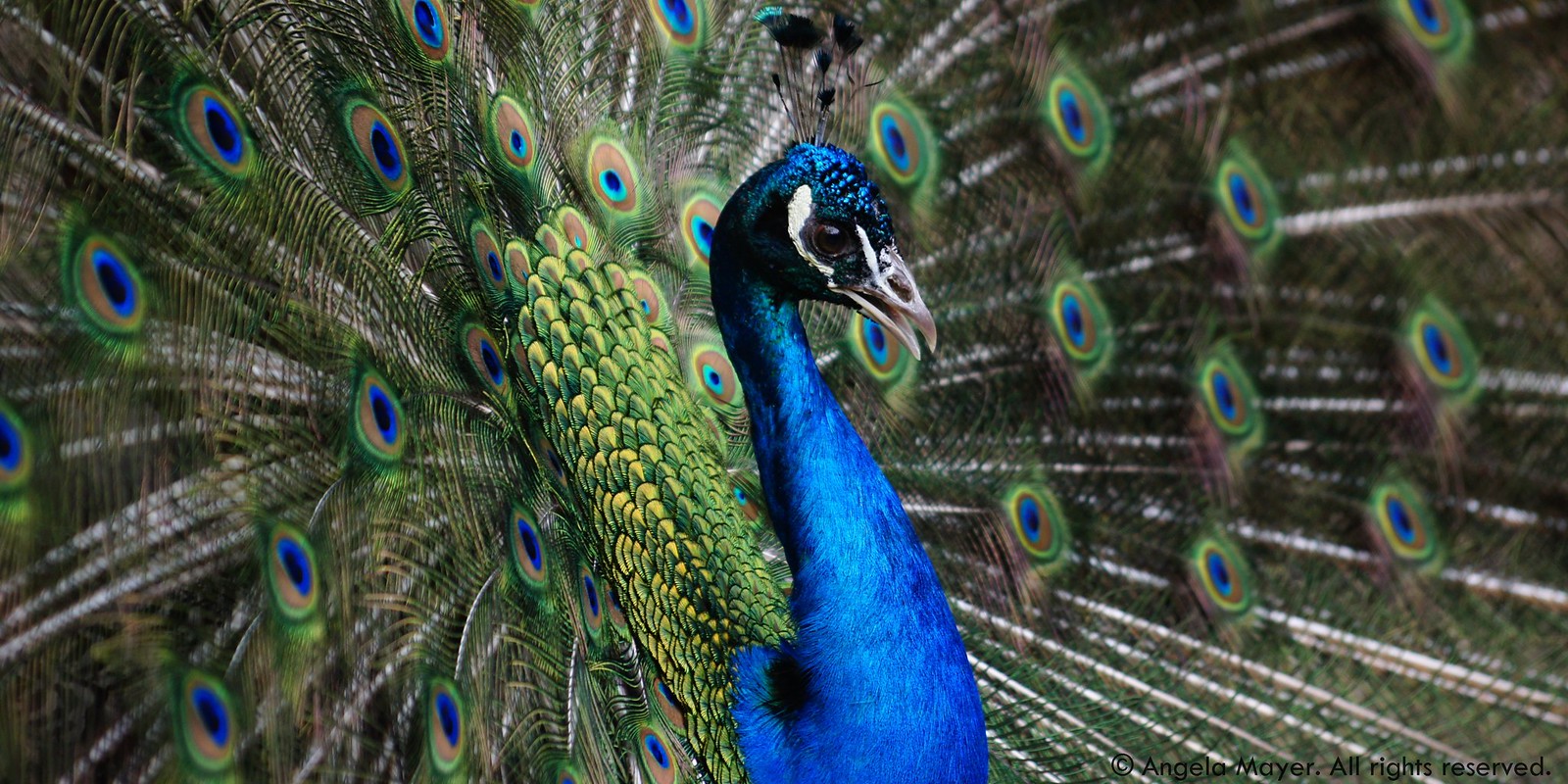 Peacock - Impressing the Girls