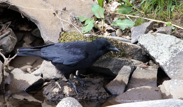 DSC05943 Carrion Crow
