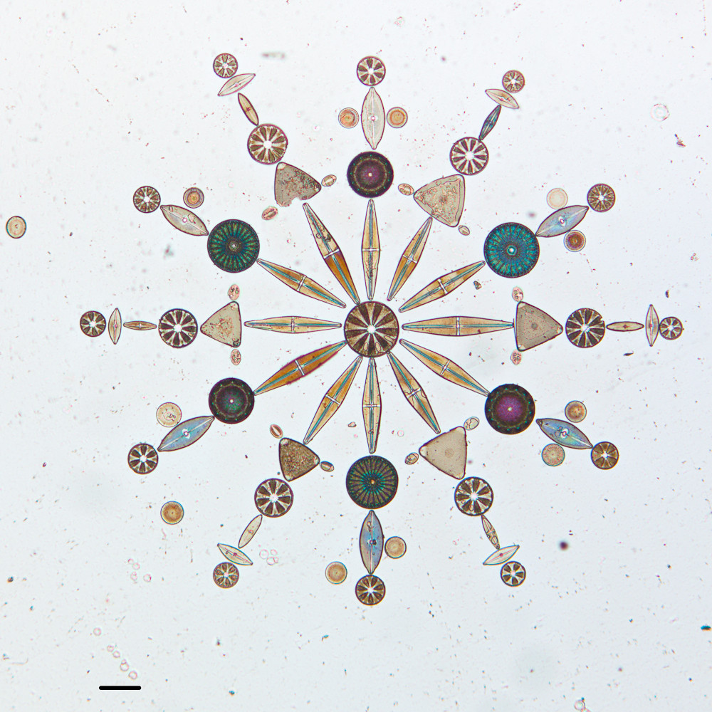 Freshwater and Marine Diatoms w.m Microscope Slide 