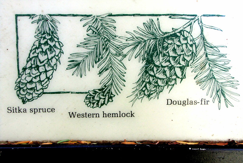 The difference between sitka spruce, western hemlock and douglas-fir