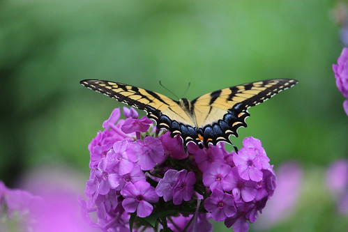 flowers butterflies swallowtails